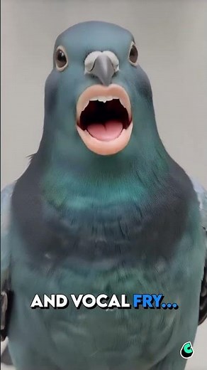 Pigeon attempts to sing, beautiful lullaby #ai #pigeon #viral #fyp #cantina￼