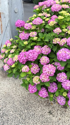 梅雨の季節のあじさい🌸#紫陽花 #あじさい #日本 #日本の風景 #花