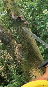 Cutting horizontal branches are the way more difficult. #chainsaw | Yulianto