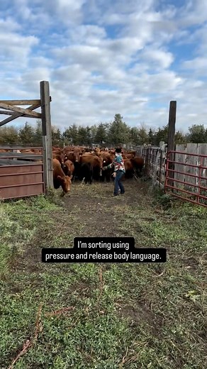 Common misconception🤯…low stress cattle handling is not about working slow or being quiet 🤫. I’m not good at either of those 😂 but I do try to move in a consistent, intentional way that clearly communicates where I want cattle to go and how fast I’d like them to go there.😎 Stay tuned for more videos breaking down the concepts of pressure and release cattle handling. It’s the foundation of everything we do! #BudWillams #stockmanship #cattlehandling #budbox | Missy Arhart