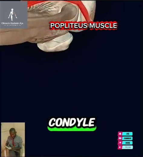 POPLITEUS MUSCLE #anatomy #fypシ゚viral