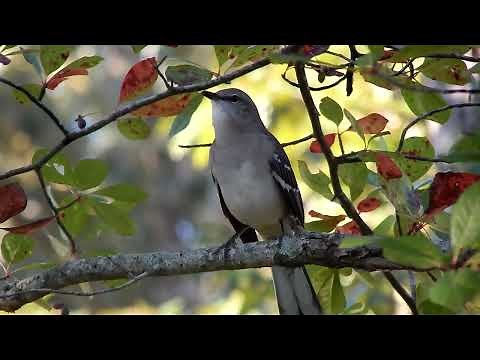 The Northern Mockingbird Sounds Like A Whole Flock Of Birds