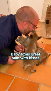 685K views · 10K reactions | Couple raise three baby foxes  #foxes #wildanimals #cuddlebuddies | Cuddle Buddies | Facebook
