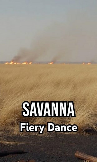 Discover the savanna's fiery secret! #SavannaEcosystem #Nature'sBalance