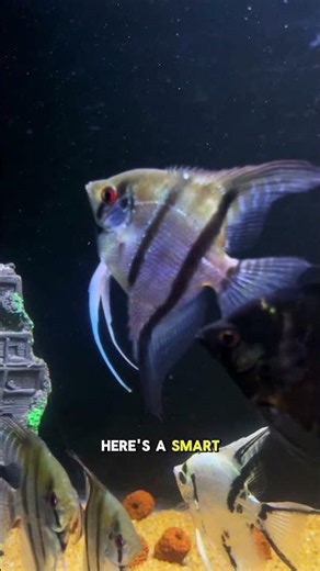 The Angelfish Secret Every Beginner Should Know💡