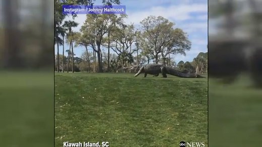 Giant alligator walks through golf tournament
