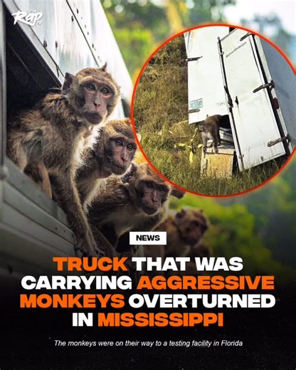 RapTV | A truck transporting rhesus monkeys overturned on Interstate 59 near Heidelberg in Jasper County, Mississippi, causing some of the animals... | Instagram
