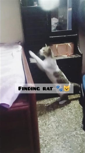 cat chasing mouse 😼🐾🐁.........#cat #moments #mousetrap #shortvideo #supportmychannel