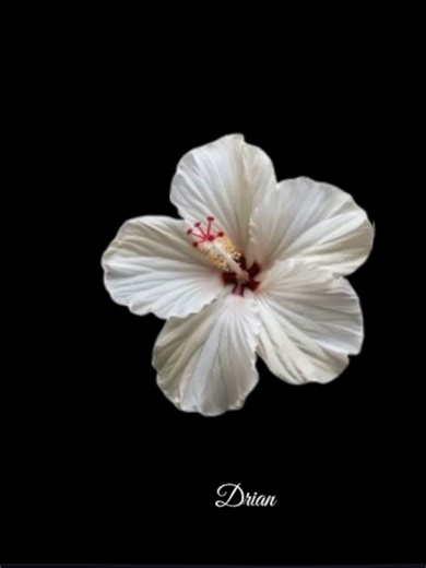 Songs and Lyrics You Need to Know