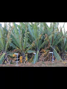 #ማስታወቂያ #Notice | Wachemo University -WCU