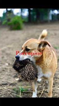 How Porcupine Quills Really Work