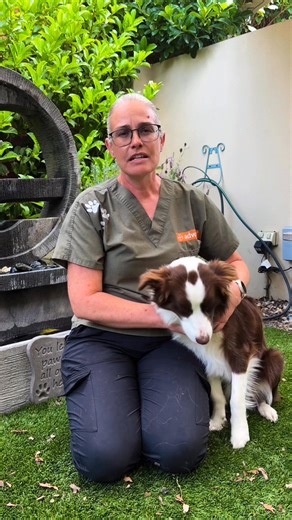 8.7K views · 112 reactions | A special Foothills Animal Hospital update, from Dr Rachel White and her very special Hallelujah (Lou)  *Stay tuned for our December exciting news!* | Foothills Animal Hospital-WA | Facebook