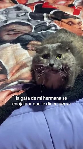 Gata enojada se enoja cuando le dicen “perra” — video con autotune