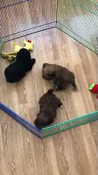 Shih poo Puppies at 6 weeks