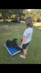 Dax (1 yr 5mo, neutered Doodle) was transferred from a shelter in April. While we don’t know his history, his energy and lack of training made him an initial challenge for fosters. He’s spent the last two months with our friend, Moe Reeder, where she’s donated the attention and training that so many dogs are denied; leading to their surrender. Now it’s time to find Dax a home! Dax is well trained and he knows many commands. He’s crate trained and does great with other dogs as well. Check out mor