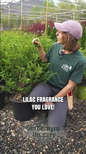 Settlemyre's Plant of The Week: Lilac Miss Kim #plantoftheweek #lilac #misskim