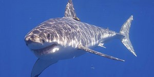 Top 10: Die GRÖSSTEN Fische aus aller Welt