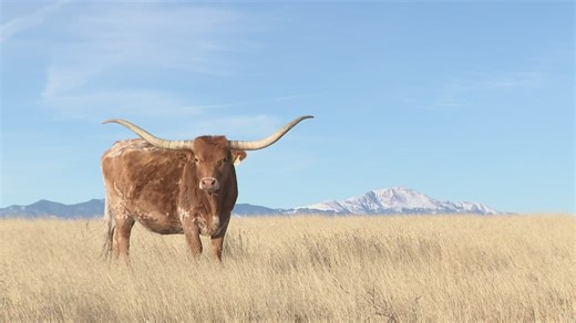 Fierce appearance, gentle demeanor: Meet the Texas longhorns that lead the Stock Show parade