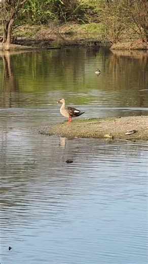 indian spot billed duck in Tal Chhapar rajasthan india #india #birds #duck #viral #shorts #trending