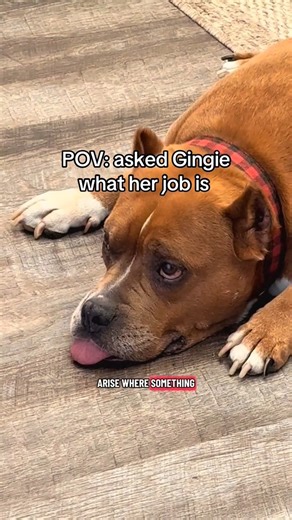 Ready to catch 🙏🏻 #dogs #dogtok | Gingiethebully