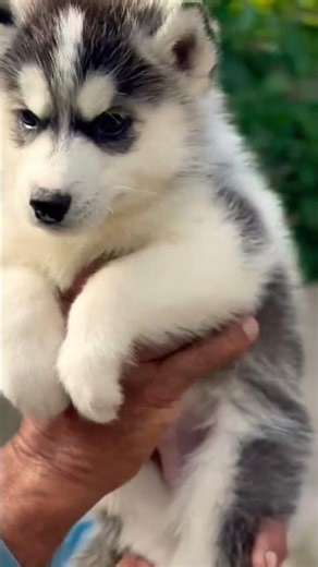 💙 Blue Eyed Husky Male Puppy for Sale @Petzz_world #video #pets #siberianhusky #huskypics #husky