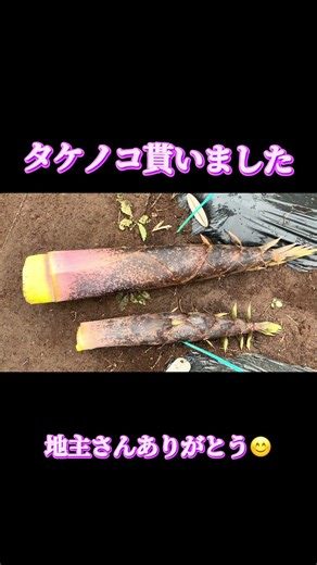 タケノコいただきました｜旬の味覚を楽しむ