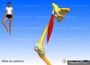 sartorius function on Make a GIF