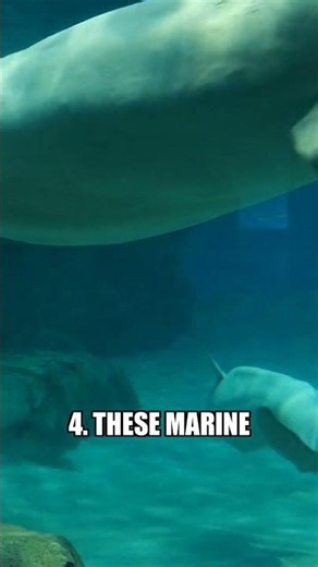 5 Wild Facts About Narwhals' Sonic Tusk #shorts