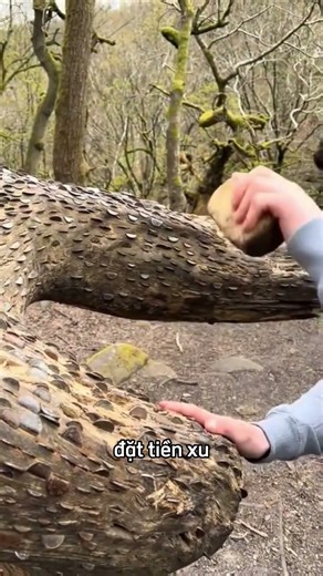 Chỉ người thuần khiết mới có thể đặt đồng xu lên cây 😳