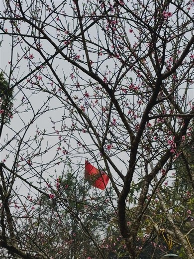 Rei on Instagram: "Thực sự là nắng hôm ấy đẹp quá, ăn cơm xong chụp vội mấy cái mà núi non đằng sau, cả đồi chè xanh biếc ra trông thua gì núi Phú Sĩ đâu. Cân nhắc mãi xem hay up vừa ảnh thôi, bỏ bớt ra nma thề, 3 cuộn không ảnh nào xấu nổi nên ém cũng phí mà bỏ qua, up chậm như mấy chuyến trước thì quên chi tiết, mất cảm xúc, phí lắm. Sau đăng lại cũng được thôi nhưng có tuổi rồi, sợ quên quên nhớ nhớ, xoá ảnh hoặc sót ảnh, kco gì mà kể thì nhạt toẹt. Nên spam thra để lưu trữ kỉ niệm thoi cả nh