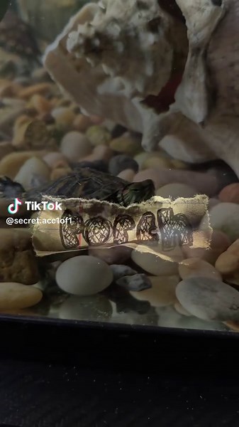 #CapCut I like turtles | turtle