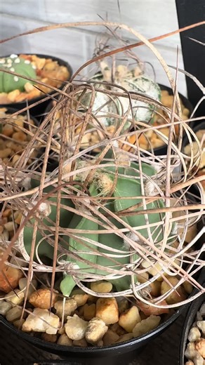 😎#CapCut #cactus #coleccion