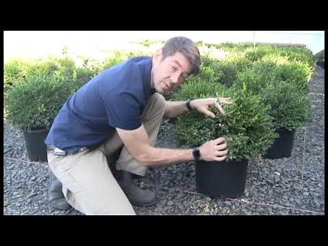 Scouting for Boxwood Blight