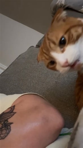 Cursed Cats on Instagram: "One thought per sometimes • Credit: 69dixienormous on TikTok • Follow @meowcursed for more cursed cats videos 😸 • Follow: @meowcursed Follow: @meowcursed Follow: @meowcursed • ❤ Like and Share! 🌈 Tag your best friend! 😳 Ay you forgot to follow! • • • • • #catvideo #meowcursed #cursedcat #cursedcats #tiktokmemes #tiktokcat #tiktokcats #catvideos #funnycatvideos #weirdcat #weirdcats #sillycats #cutecat #cutecats #kitten #kittens #sadcat #sadcats #catmeme #catmemes #wh