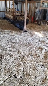 #rabbit #rabbitcolony | Llama Lounge Sheep Shack