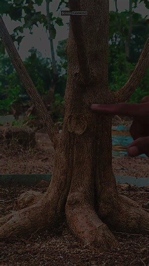 Pengurangan Cabang Premna Microphylla #Shorts