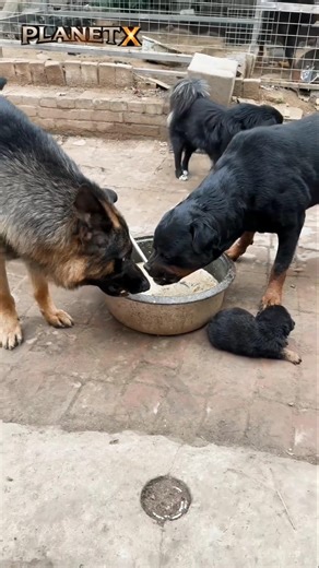 German Shepherd vs Rottweiler 🥶#dog #animals #germanshepherd #rottweiler