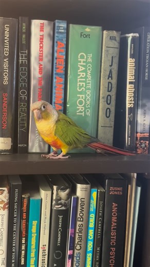 Tyler Henry on Instagram: "A bird’s eye view of my favorite books. I’ve accumulated over 4,000 on various subjects of the paranormal and parapsychology, but this bookshelf is where I keep the goods. 📚🦜 Any titles you recognize?"