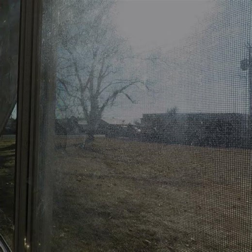 Shadow of Time | Peaceful Tree Timelapse Through the Window 🌳☀️