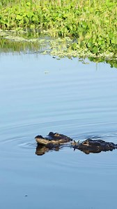 83K views · 908 reactions | That grin at the end Cutest ever...