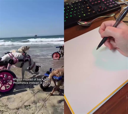 #duet with @The Unstoppable Dogs