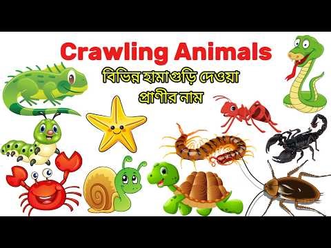 Crawling Animals Name for Kids | Crawling Animals in Bangla | Learn Crawling Animals Name in English