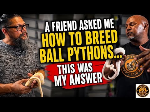 A Friend Asked Me How to Breed Ball Pythons… This Was My Answer