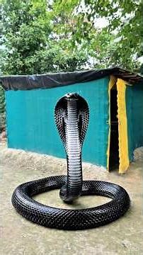 नागिन VS नेवला 🐍 😱 #nevla #aryansir #school #snake #montu #lesson #shorts