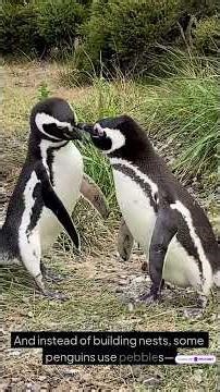 FUN FACTS about....PENGUINS!
