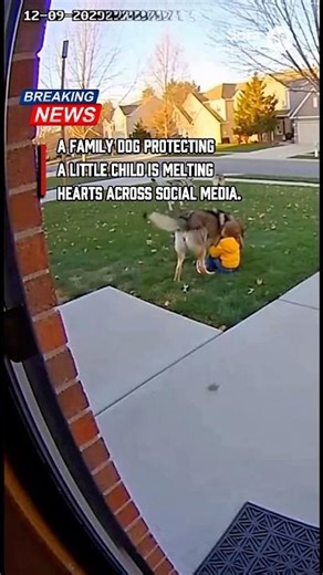 This family dog protects a little child from a pack of wolves