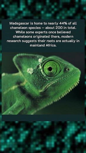Madagascar: The Land of Chameleons