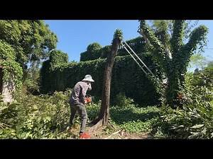 Expert Tree Surgeon Shares Top Tips for Safely Removing DANGEROUS Trees