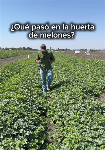 Se está poniendo buena la huerta 🍈🍈 y más interesante ver el desarrollo de las variedades que estamos probando Sin duda la genética es parte fundamental para un cultivo exitoso, jamás duden en invertirle en una buena semilla @King Seeds México 🌱 #agricultura #agricultor #campo #viral