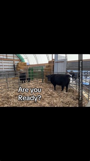 Tonya on Instagram: "Prepared for calving season? Our customers are — thanks to the Real Tuff calving pen! Don’t wait. It’s the best investment you’ll make and it pays for itself the first time it saves a calf. www.realtuff.com (http://www.realtuff.com/) • 1-800-474-6016 #RealTuff #CalvingSeason #CalvingPen #RanchLife #FarmLife #CattleEquipment #CowCalf #CattleHandling #BeefCattle #AgLife #RanchReady #Stockmanship #realtufflivestockequipment"